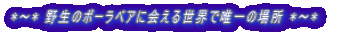 *�`* �쐶�̃|�[���x�A�ɉ�鐢�E�ŗB��̏ꏊ *�`* 
